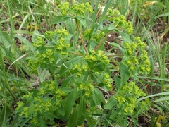 Euphorbia pterococca