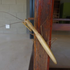 Paramantis