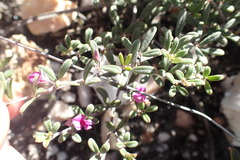Indigofera sp9