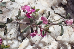 Indigofera sp9