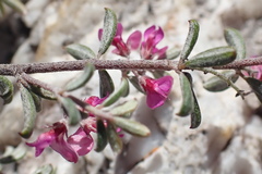 Indigofera sp9
