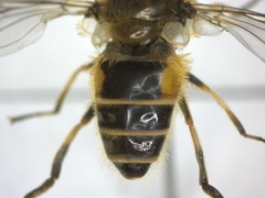 Eristalis arbustorum