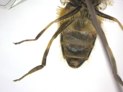 Eristalis arbustorum