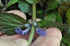 Ajuga multiflora