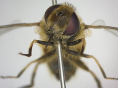 Eristalis arbustorum