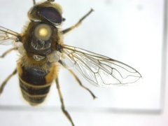 Eristalis arbustorum