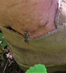 Philoliche spiloptera