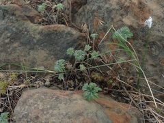 Pelargonium articulatum