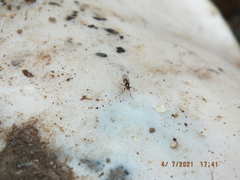 Prochyliza xanthostoma