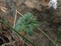 Pelargonium articulatum
