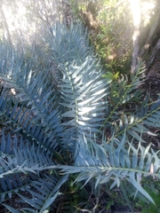 Encephalartos trispinosus