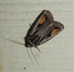 Proteuxoa passalota