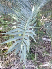 Encephalartos trispinosus