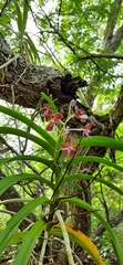 Vanda limbata