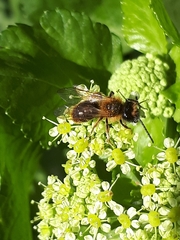 Andrena haemorrhoa