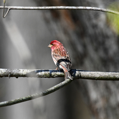 Haemorhous purpureus purpureus