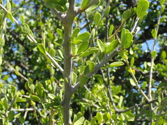 Ehretia rigida rigida