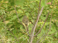 Prinia inornata