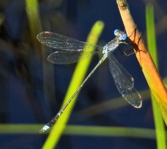 Lestes tridens