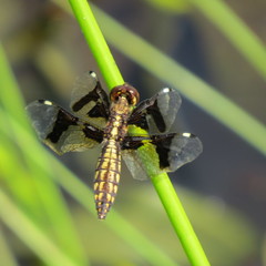 Palpopleura