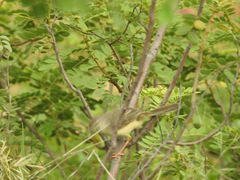 Prinia inornata