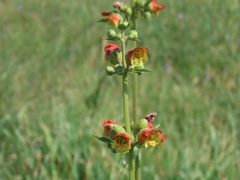 Scrophularia sambucifolia