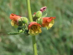 Scrophularia sambucifolia