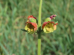 Scrophularia sambucifolia