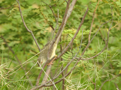 Prinia inornata