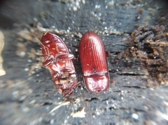 Uloma culinaris