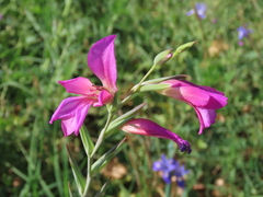 Gladiolus