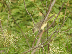 Prinia inornata