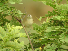 Prinia inornata