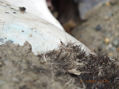 Prochyliza xanthostoma