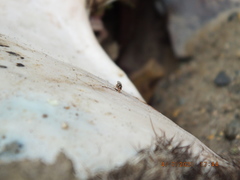 Prochyliza xanthostoma