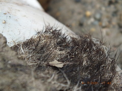 Prochyliza xanthostoma