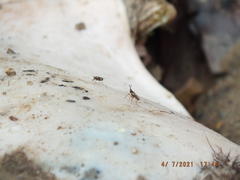 Prochyliza xanthostoma