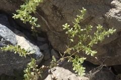 Callipeltis cucullaris