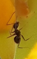 Paratrechina