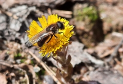 Cheilosia grossa