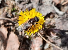 Cheilosia grossa