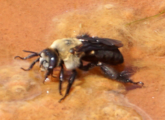 Ptilothrix bombiformis