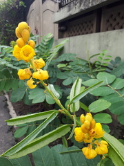 Paratrechina