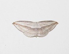 Arcobara tergeminaria