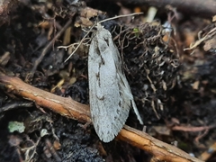 Semioscopis avellanella