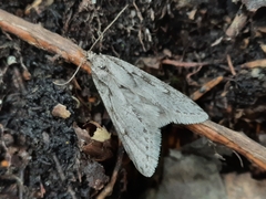 Semioscopis avellanella