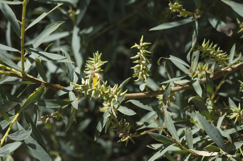 Salix capusii