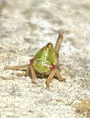 Smiliini
