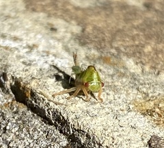 Smiliini