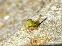 Smiliini
